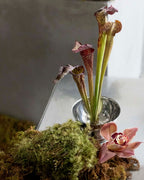 bud vase bundle